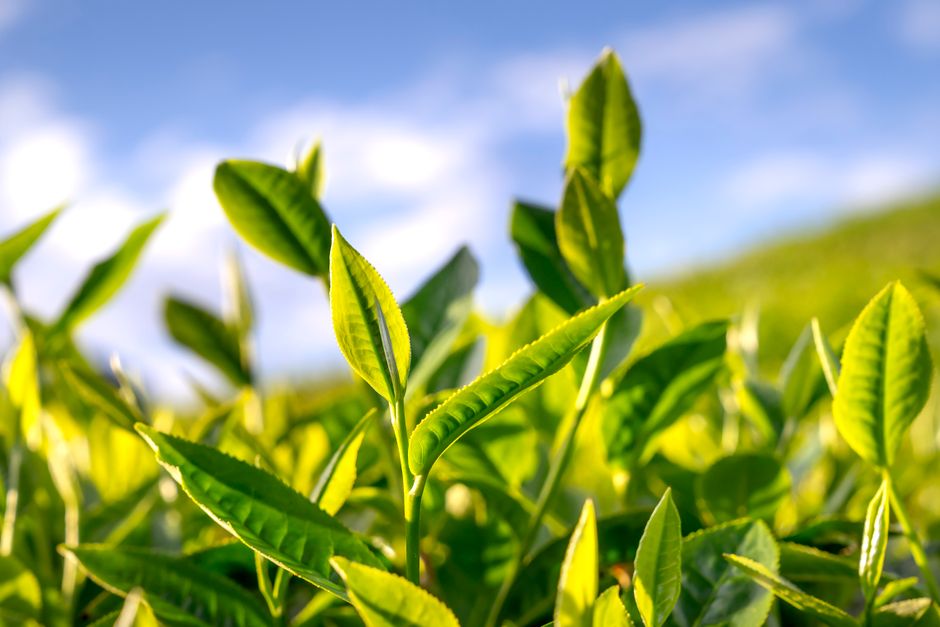 Zöld tea, japán